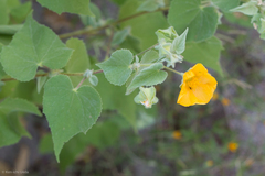 Abutilon palmeri