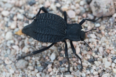 Philolithus aegrotus