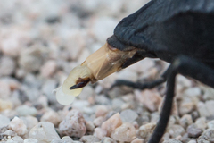 Philolithus aegrotus