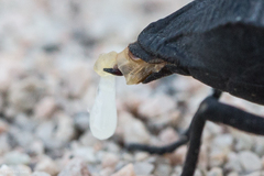 Philolithus aegrotus