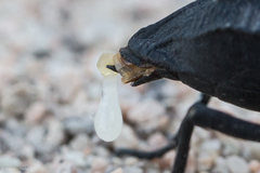 Philolithus aegrotus