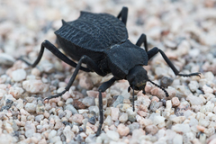 Philolithus aegrotus