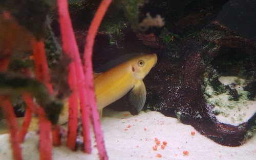 Chinese Algae Eater