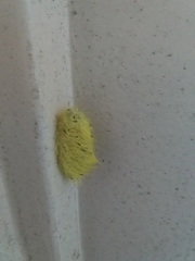 Lepidoptera