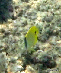 Chaetodon miliaris