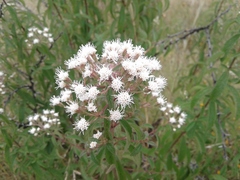 Ageratina brevipes