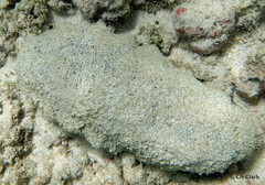 Holothuria whitmaei