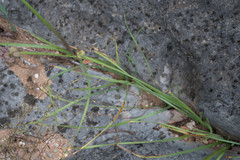Zephyranthes drummondii