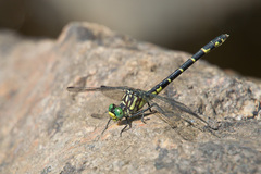 Stylogomphus albistylus