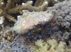 アオボシヤドカリ
