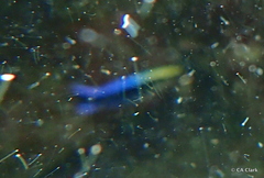 Labroides phthirophagus