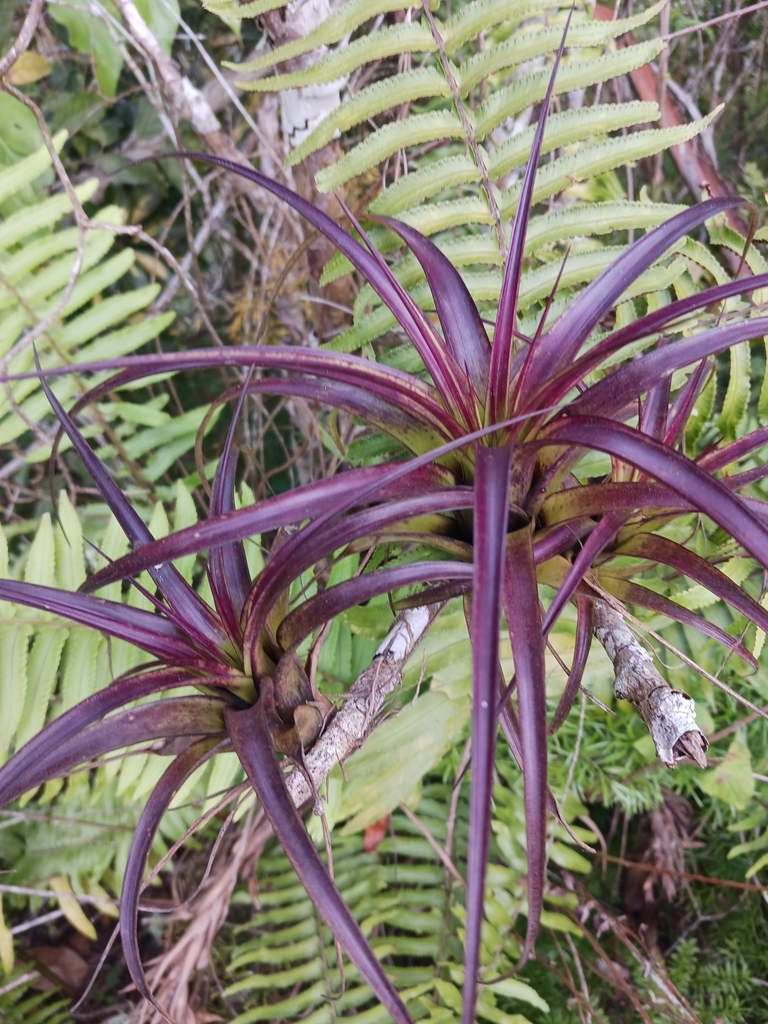 Tillandsia brachycaulos growing on a tree branch