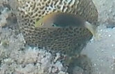 Axil Spot Wrasse