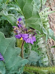 GERMAN LEONEL SARMIENTO CRUZ, CC BY, iNaturalist via GBIF Solanum crinitipes, photograph GERMAN LEONEL SARMIENTO CRUZ, CC BY, iNaturalist via GBIF