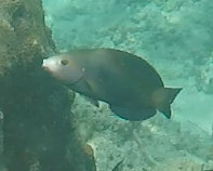 蟲紋阿南魚 Anampses geographicus