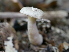 Lactarius cinereus