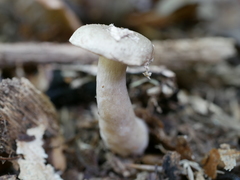 Lactarius cinereus