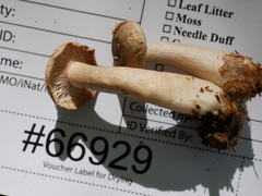 Lactarius cinereus