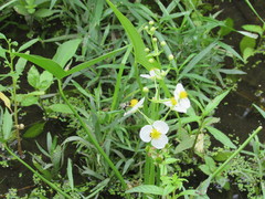 Sagittaria brevirostra