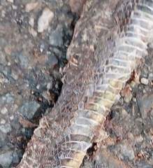 Hebius vibakari