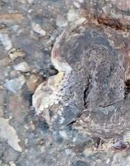 Hebius vibakari