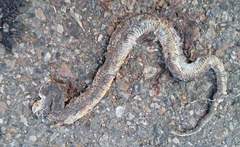Hebius vibakari