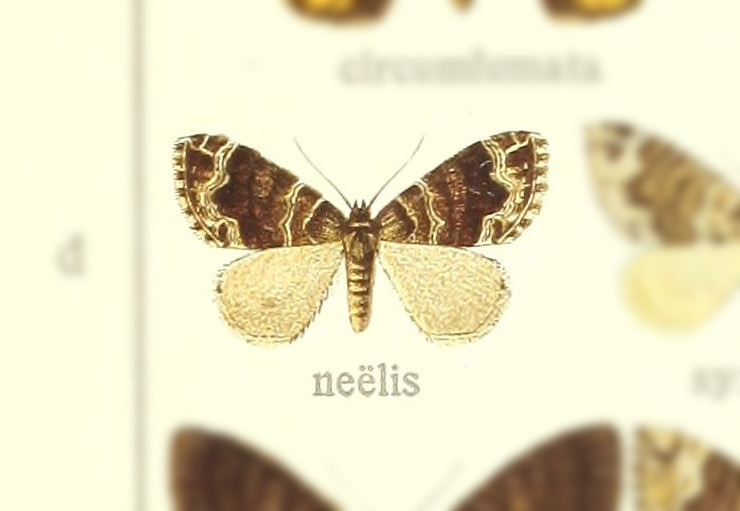 Cosmorhoe neelys