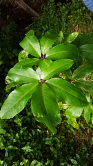Pseudopanax laetus