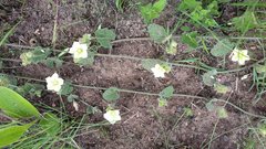 Convolvulus natalensis