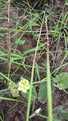 Convolvulus natalensis