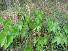 Sagittaria brevirostra