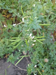 Cleome rutidosperma image