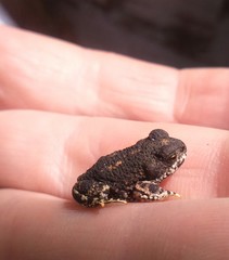 Rhinella spinulosa