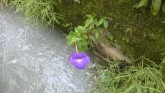 Achimenes longiflora