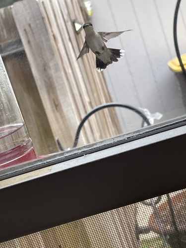 Ruby-throated Hummingbird photographed in Florida