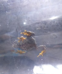 Rhinella spinulosa