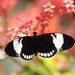 Heliconius cydno chioneus - Photo (c) Carmelo López Abad, some rights reserved (CC BY-NC), uploaded by Carmelo López Abad