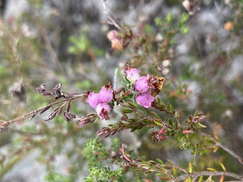 Macdonald Heath (Erica turgida)