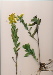 Solidago radula