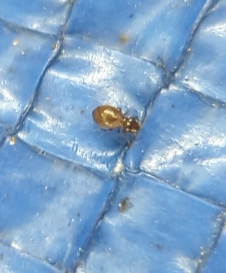 Reticulate-Winged Trogiid