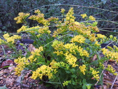 Solidago radula