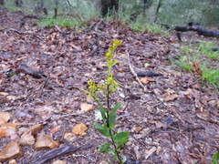 Solidago radula