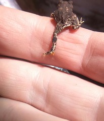 Rhinella spinulosa