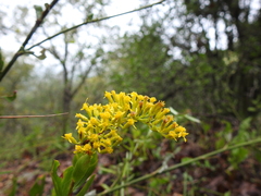 Solidago radula