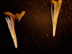 Solidago radula
