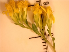 Solidago radula