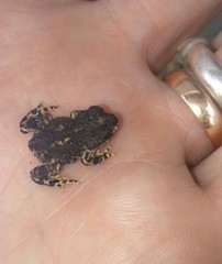 Rhinella spinulosa