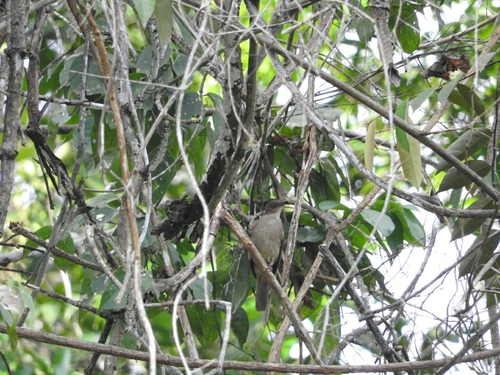 Asian Red-eyed Bulbul (Pycnonotus brunneus), photo 4