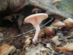 Lactarius imperceptus