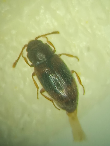 Micrambe bimaculata